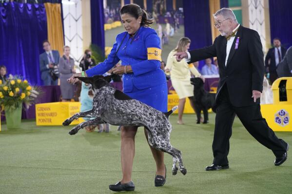 Pekingese dog sale show 2018